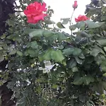 Ana *
